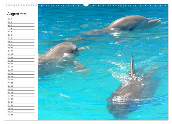 Produktbild: Delfine - L&auml;chelnde Intelligenz (hochwertiger Premium Wandkalender 2026 DIN A2 quer), Kunstdruck in Hochglanz