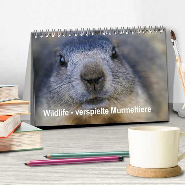 Produktbild: Wildlife - Verspielte Murmeltiere (Tischkalender 2026 DIN A5 quer), CALVENDO Monatskalender