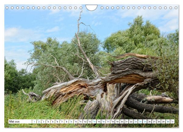 Produktbild: Ein Sommer im Havelland - Spaziergang entlang am Havelradweg (Wandkalender 2026 DIN A4 quer), CALVENDO Monatskalender