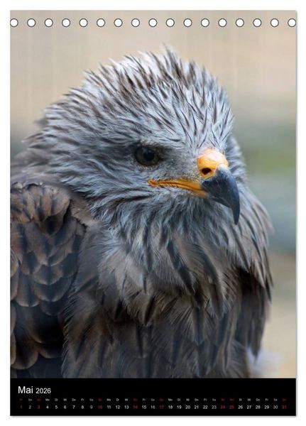 Produktbild: Scharfe Krallen, scharfe Augen, Greifv&ouml;gel und Eulen im Wildpark (Tischkalender 2026 DIN A5 hoch), CALVENDO Monatskalender