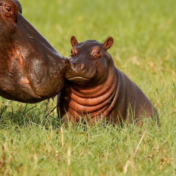 Produktbild: Tierbabys / Baby Animals 2027