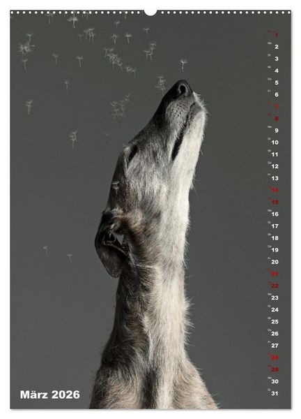 Produktbild: dogmuse deluxe (hochwertiger Premium Wandkalender 2026 DIN A2 hoch), Kunstdruck in Hochglanz