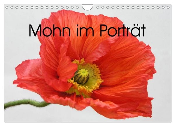 Mohn im Porträt (Wandkalender 2026 DIN A4 quer), CALVENDO Monatskalender