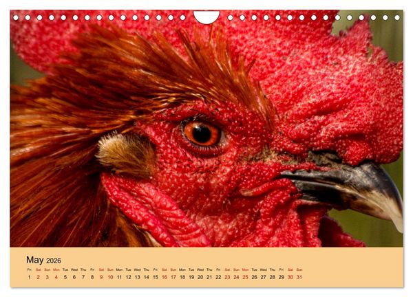 Produktbild: Our farm animals (Wall Calendar 2026 DIN A4 landscape), CALVENDO 12 Month Wall Calendar