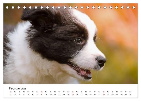 Produktbild: Pfotastische Border Collie Welpen (Tischkalender 2026 DIN A5 quer), CALVENDO Monatskalender