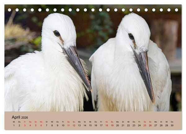 Produktbild: Der Storchenkalender (Tischkalender 2026 DIN A5 quer), CALVENDO Monatskalender