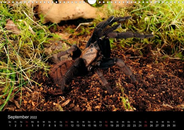 Produktbild: Vogelspinnen - Tarantulas (Wandkalender 2022 DIN A3 quer)