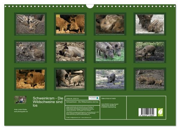 Produktbild: Schweinkram - Die Wildschweine sind los (Wandkalender 2026 DIN A3 quer), CALVENDO Monatskalender