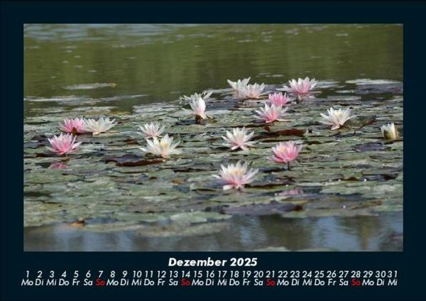 Produktbild: Rosen-Kalender 2025 Fotokalender DIN A5