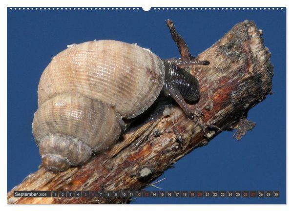 Produktbild: DIE SCHNECKEN EUROPAS (hochwertiger Premium Wandkalender 2026 DIN A2 quer), Kunstdruck in Hochglanz