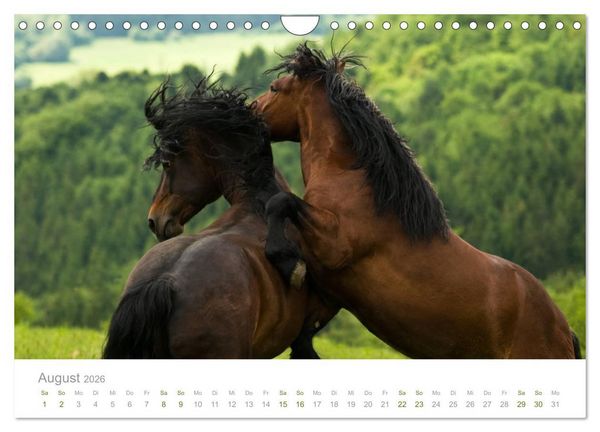 Produktbild: Faszination und Vielfalt - Schwarzw&auml;lder Kaltblut (Wandkalender 2026 DIN A4 quer), CALVENDO Monatskalender
