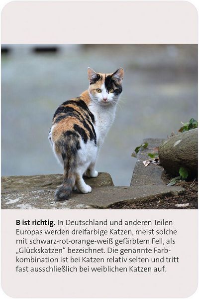 Produktbild: Das gro&szlig;e Katzen Quiz