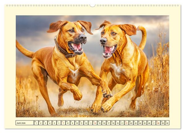 Produktbild: Rhodesian Ridgeback. Kraft und Sanftmut in vollkommener Balance (Wandkalender 2026 DIN A2 quer), CALVENDO Monatskalender