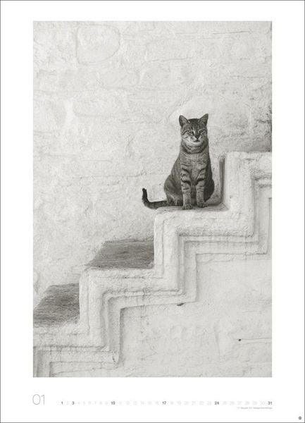 Produktbild: Cats Edition Kalender 2027
