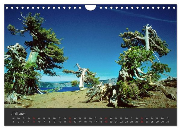 Produktbild: Alte B&auml;ume Alte Veteranen (Wandkalender 2026 DIN A4 quer), CALVENDO Monatskalender