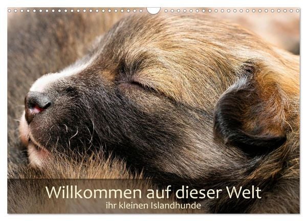 Produktbild: Willkommen auf dieser Welt ihr kleinen Islandhunde (Wandkalender 2027 DIN A3 quer), CALVENDO Monatskalender