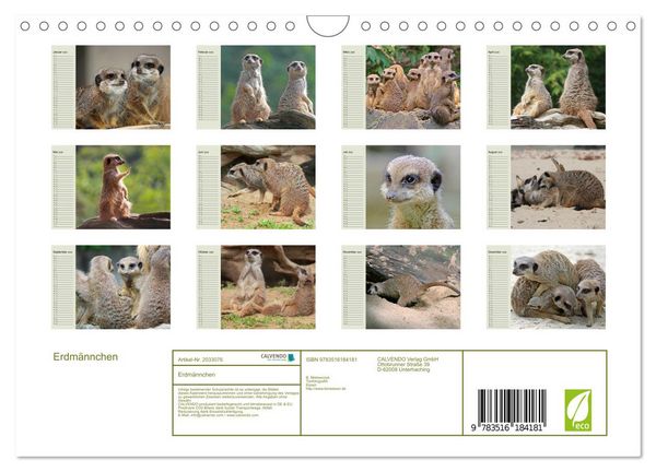 Produktbild: Erdm&auml;nnchen (Wandkalender 2026 DIN A4 quer), CALVENDO Monatskalender