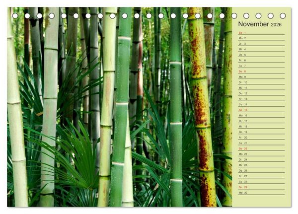 Produktbild: BAMBUS (Tischkalender 2026 DIN A5 quer), CALVENDO Monatskalender