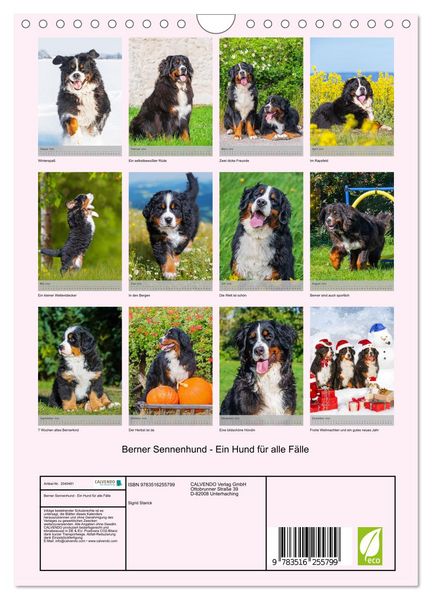 Produktbild: Berner Sennenhund - Ein Hund f&uuml;r alle F&auml;lle (Wandkalender 2026 DIN A4 hoch), CALVENDO Monatskalender