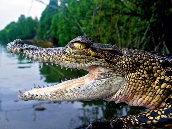 Produktbild: CALVENDO Puzzle Sri Lanka Krokodil | 1000 Teile Lege-Gr&ouml;&szlig;e 64x48cm Foto-Puzzle f&uuml;r gl&uuml;ckliche Stunden