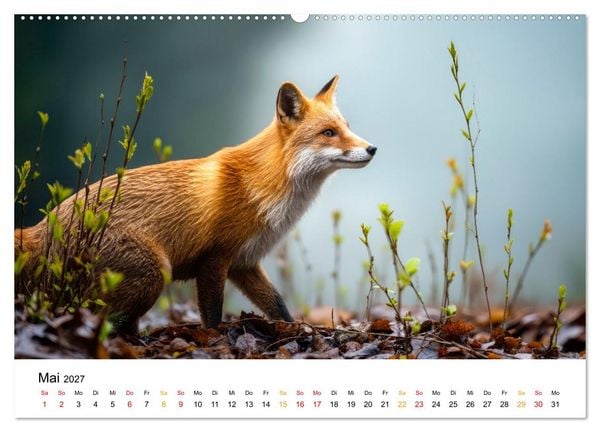 Produktbild: F&uuml;chse - Wanderer durch Moos und Farn (Wandkalender 2027 DIN A2 quer), CALVENDO Monatskalender