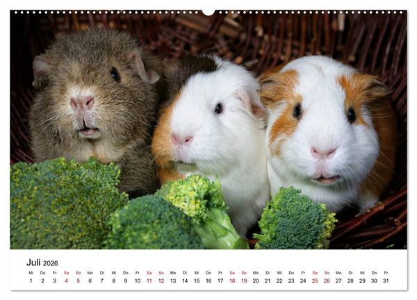 Produktbild: Unsere Meerschweinchen (hochwertiger Premium Wandkalender 2026 DIN A2 quer), Kunstdruck in Hochglanz