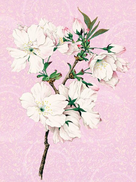 Produktbild: Die G&auml;rten der K&uuml;nstler Geschenkpapier-Heft Motiv Orchidee