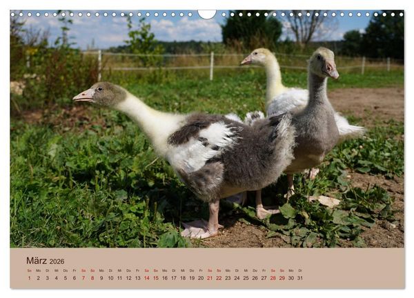 Produktbild: Bauernhoftiere - Von Klein bis Gro&szlig;, mit Fell und mit Federn. (Wandkalender 2026 DIN A3 quer), CALVENDO Monatskalender