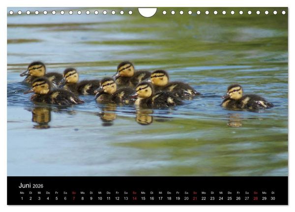 Produktbild: Das Leben der Enten (Wandkalender 2026 DIN A4 quer), CALVENDO Monatskalender