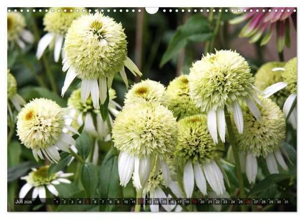 Produktbild: Sonnenhut im Garten (Wandkalender 2026 DIN A3 quer), CALVENDO Monatskalender