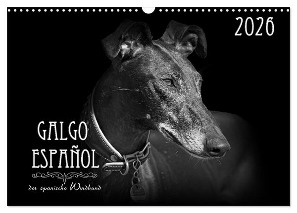 Produktbild: Galgo Espa&ntilde;ol - der spanische Windhund 2026 (Wandkalender 2026 DIN A3 quer), CALVENDO Monatskalender