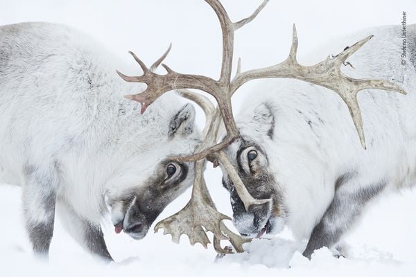 Produktbild: Wildlife Fotografien des Jahres &ndash; Portfolio 31