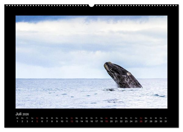 Produktbild: S&uuml;dafrika - Garden Route (hochwertiger Premium Wandkalender 2026 DIN A2 quer), Kunstdruck in Hochglanz