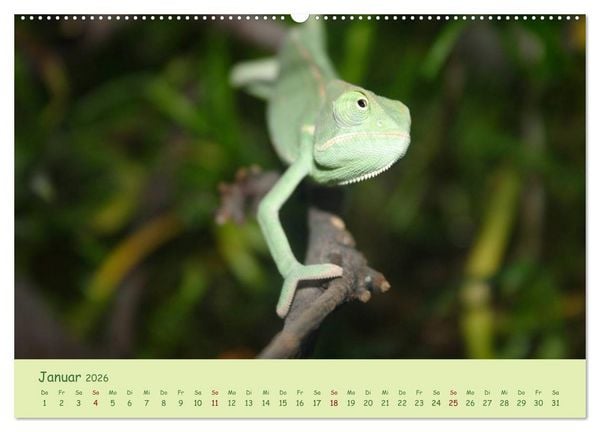 Produktbild: Augenblicke der Cham&auml;leons (hochwertiger Premium Wandkalender 2026 DIN A2 quer), Kunstdruck in Hochglanz