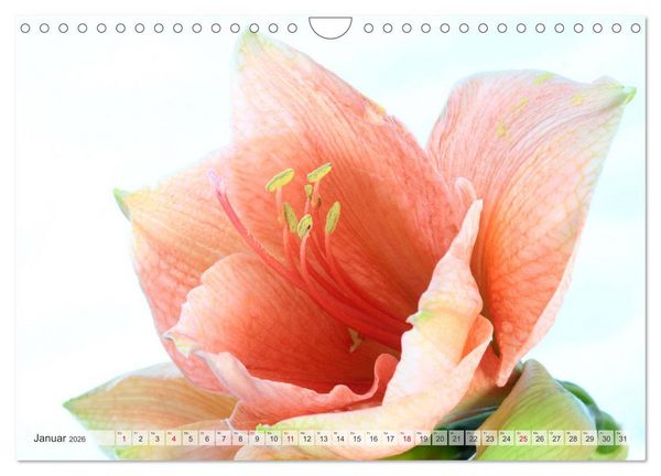Produktbild: Blumenlust (Wandkalender 2026 DIN A4 quer), CALVENDO Monatskalender