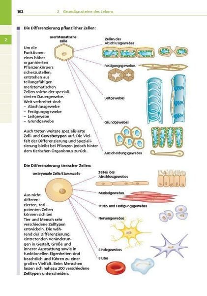 Produktbild: Basiswissen Schule &ndash; Biologie Abi