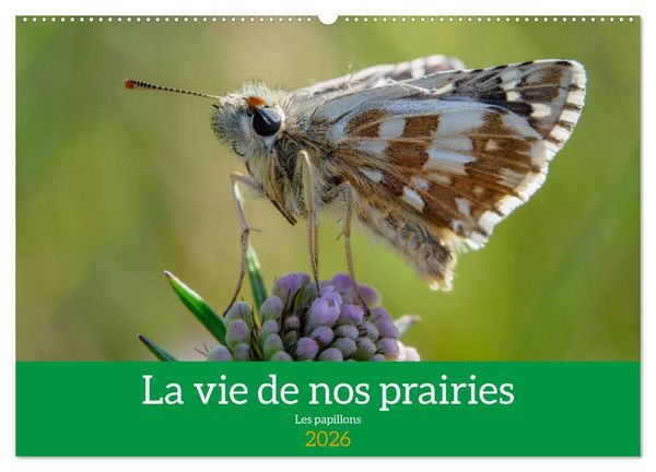 Produktbild: La vie de nos prairie, les papillons (Calendrier mural 2026 DIN A2 vertical), CALVENDO calendrier mensuel