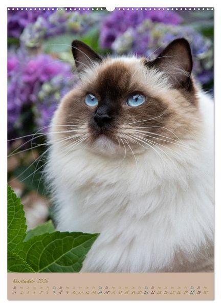Produktbild: Pl&uuml;schige Katzen im Garten (hochwertiger Premium Wandkalender 2026 DIN A2 hoch), Kunstdruck in Hochglanz