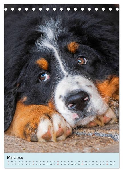 Produktbild: Berner Sennenhund - stark , sch&ouml;n und liebenswert (Tischkalender 2026 DIN A5 hoch), CALVENDO Monatskalender
