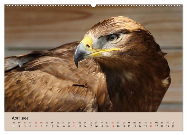Produktbild: Der Steinadler. Majest&auml;tischer Greifvogel (hochwertiger Premium Wandkalender 2026 DIN A2 quer), Kunstdruck in Hochglanz