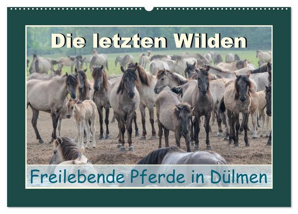 Produktbild: Die letzten Wilden - freilebende Pferde in D&uuml;lmen (Wandkalender 2027 DIN A2 quer), CALVENDO Monatskalender