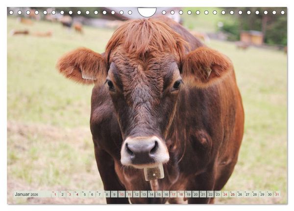 Produktbild: Alpenrinder (Wandkalender 2026 DIN A4 quer), CALVENDO Monatskalender
