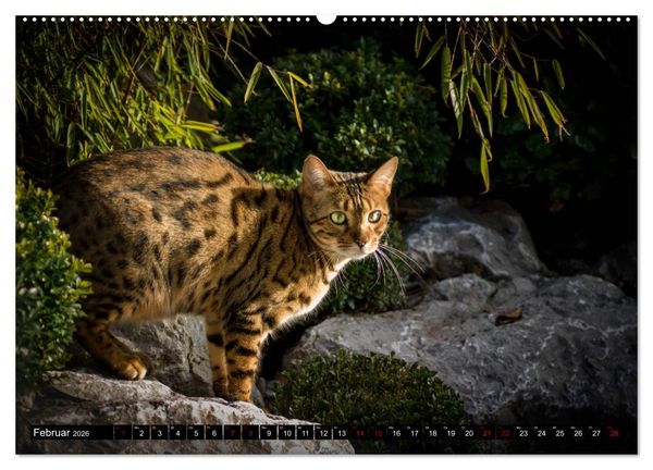 Produktbild: Bengalen Outdoor und Action (hochwertiger Premium Wandkalender 2026 DIN A2 quer), Kunstdruck in Hochglanz