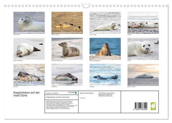 Produktbild: Kegelrobben auf der Insel D&uuml;ne (Wandkalender 2026 DIN A3 quer), CALVENDO Monatskalender