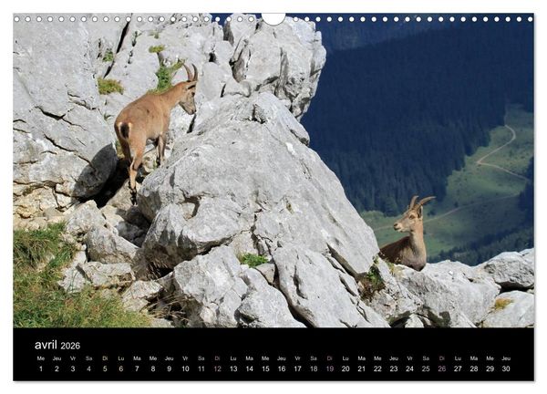 Produktbild: Bouquetins des Alpes (Calendrier mural 2026 DIN A3 vertical), CALVENDO calendrier mensuel
