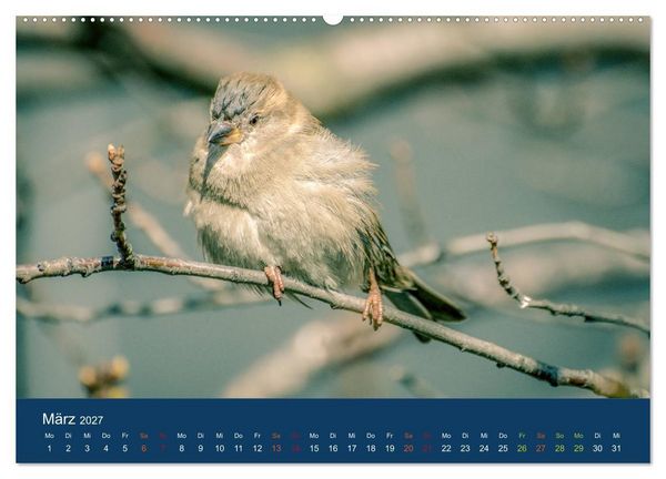 Produktbild: Spatzen-Kalender (hochwertiger Premium Wandkalender 2027 DIN A2 quer), Kunstdruck in Hochglanz
