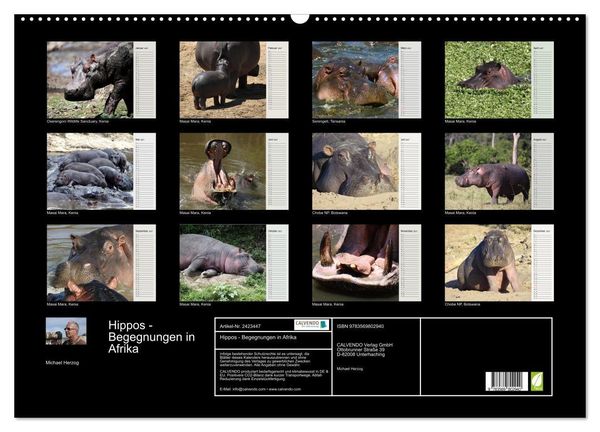 Produktbild: Hippos - Begegnungen in Afrika (Wandkalender 2027 DIN A2 quer), CALVENDO Monatskalender