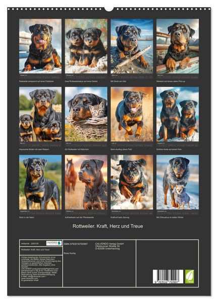 Produktbild: Rottweiler. Kraft, Herz und Treue (hochwertiger Premium Wandkalender 2027 DIN A2 hoch), Kunstdruck in Hochglanz
