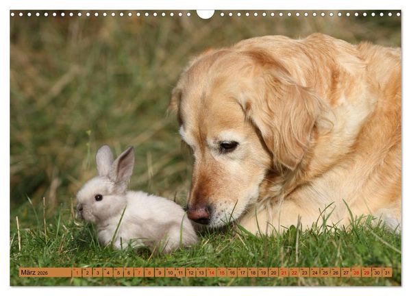 Produktbild: Tierkinder klein und s&uuml;&szlig; (Wandkalender 2026 DIN A3 quer), CALVENDO Monatskalender