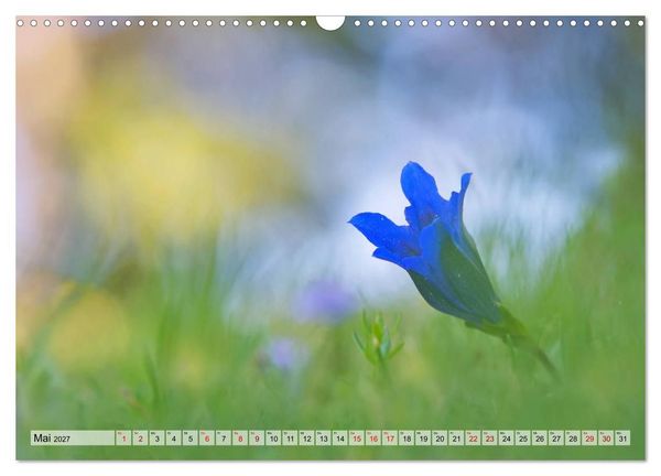 Produktbild: Wenn Bl&uuml;ten tr&auml;umen tanzt das Licht (Wandkalender 2027 DIN A3 quer), CALVENDO Monatskalender